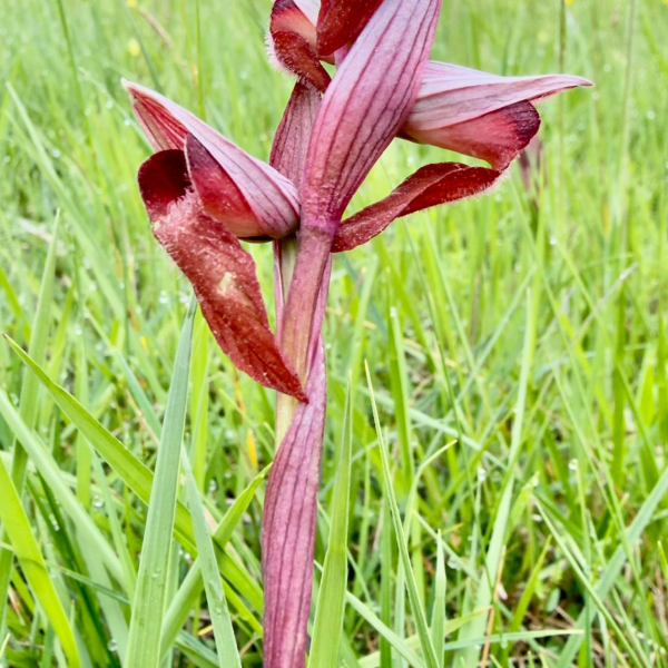 Serapia vomeracea